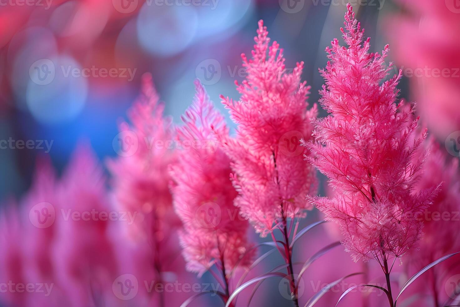 Vibrant Pink Feathery Plants in Soft Focus for Nature-Themed Design photo