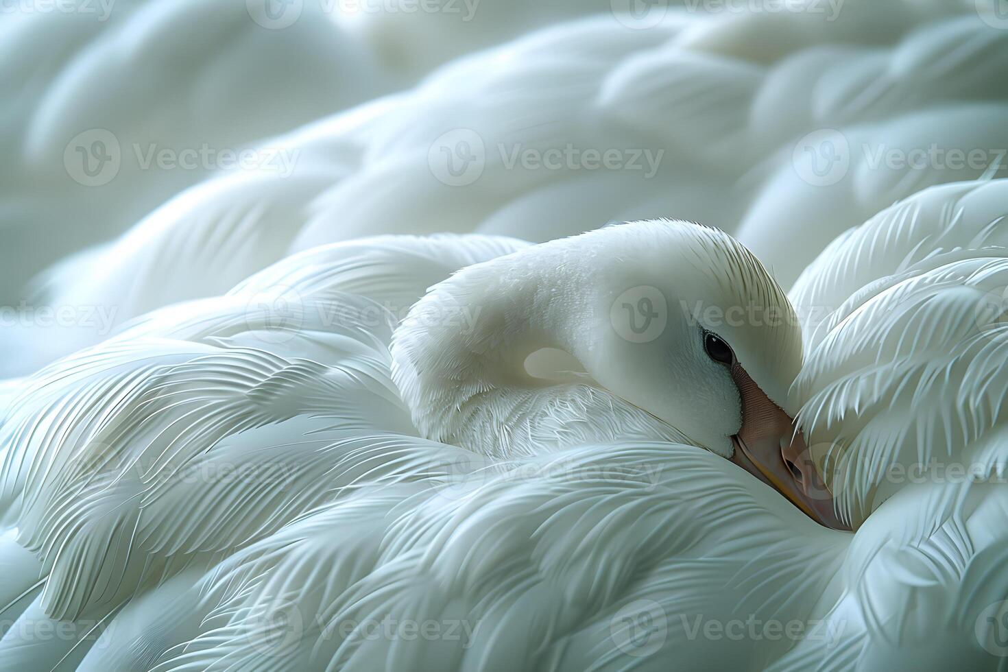 Serene Swan Elegance Nature's Grace and Tranquility in Feather Detail photo
