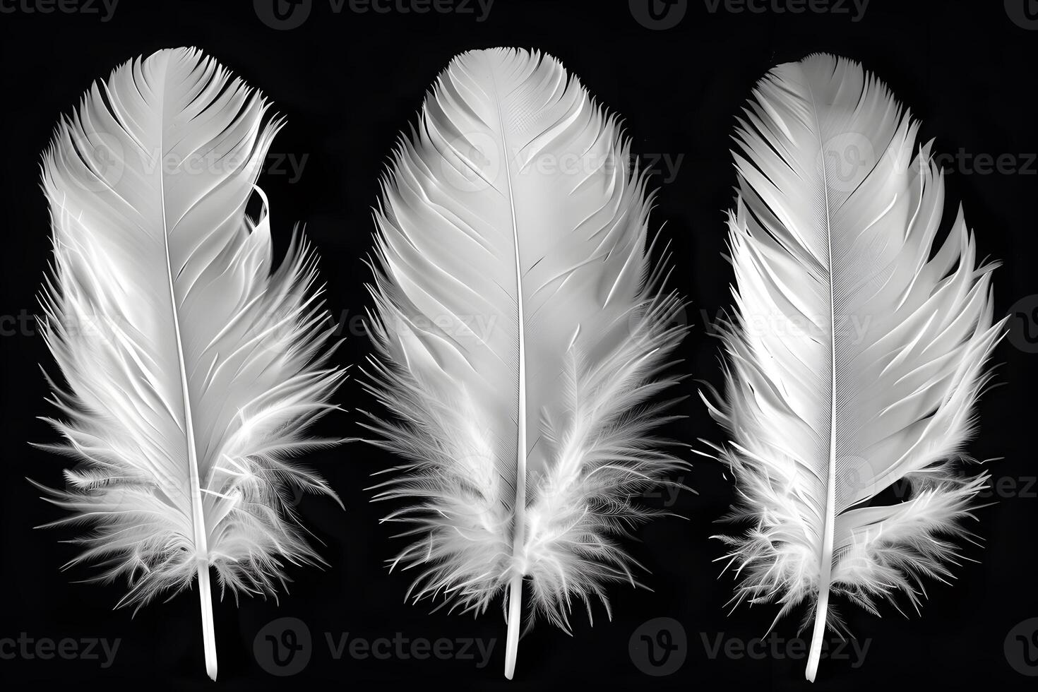 Elegant Trio of White Feathers on Black Background for Nature and Design Concepts photo