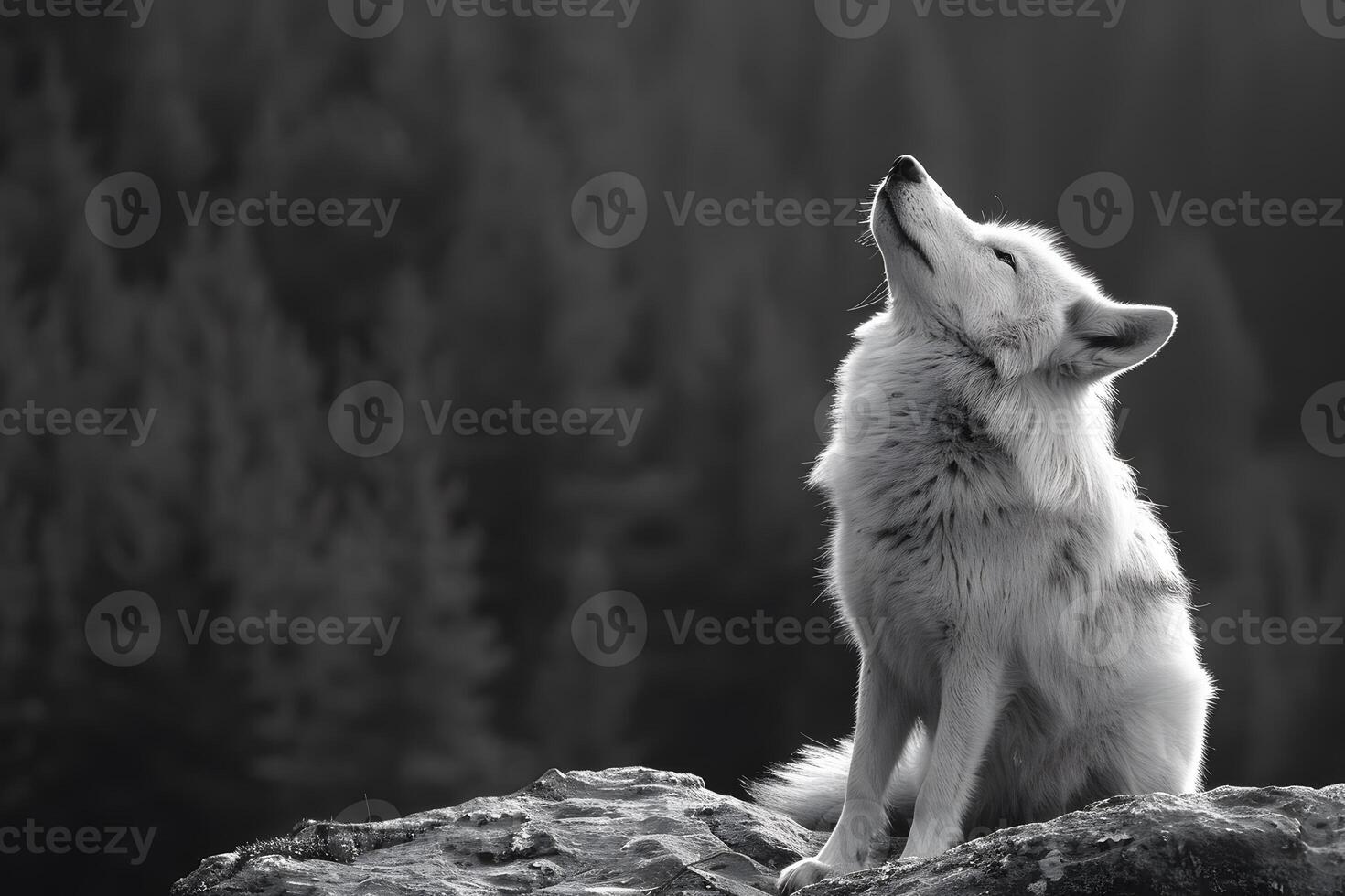 majestuoso lobo clamoroso en negro y blanco bosque fondo - fauna silvestre fotografía para Arte y decoración foto