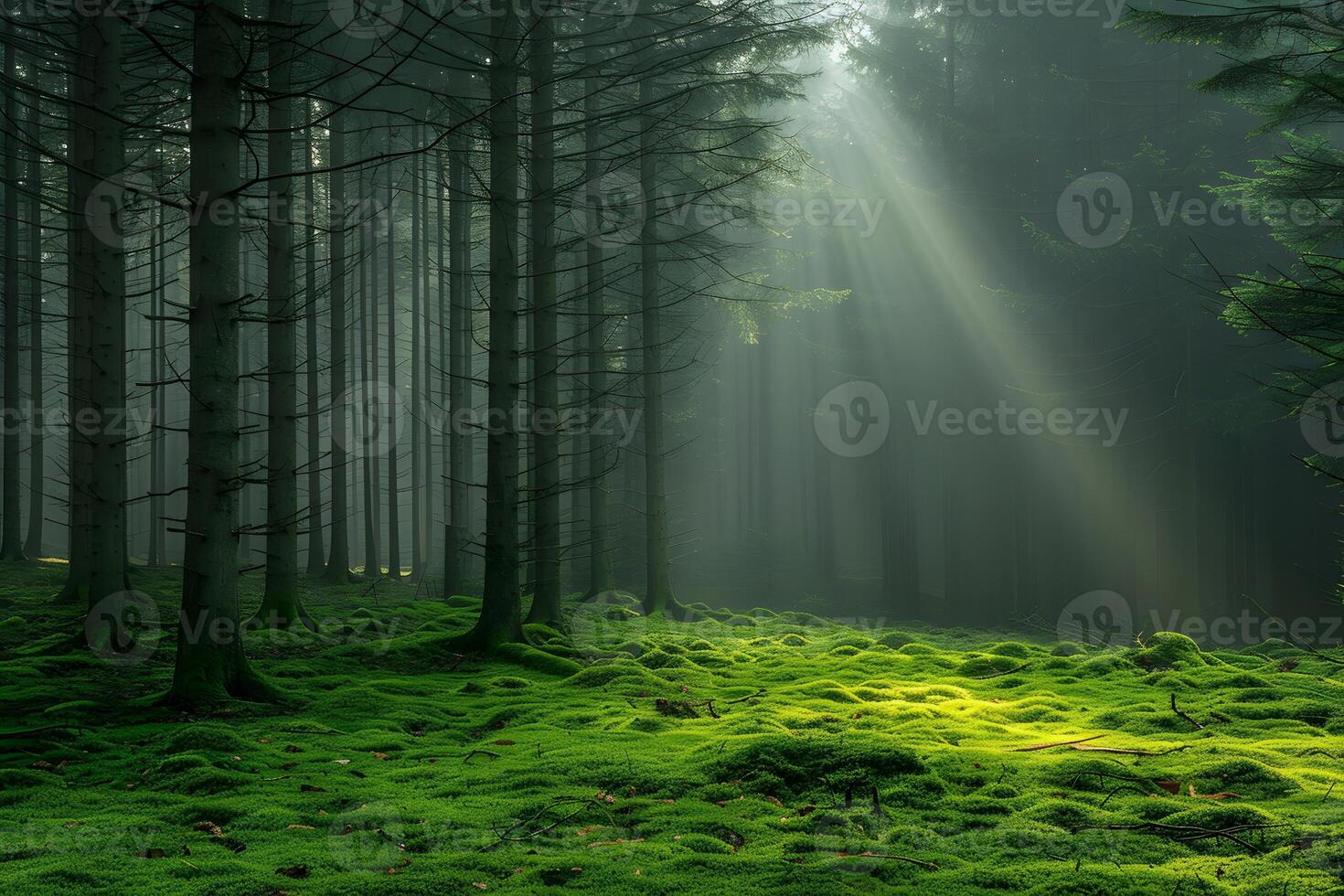 Serene Forest with Sunbeams Illuminating Lush Mossy Ground for Tranquil Nature Scene photo
