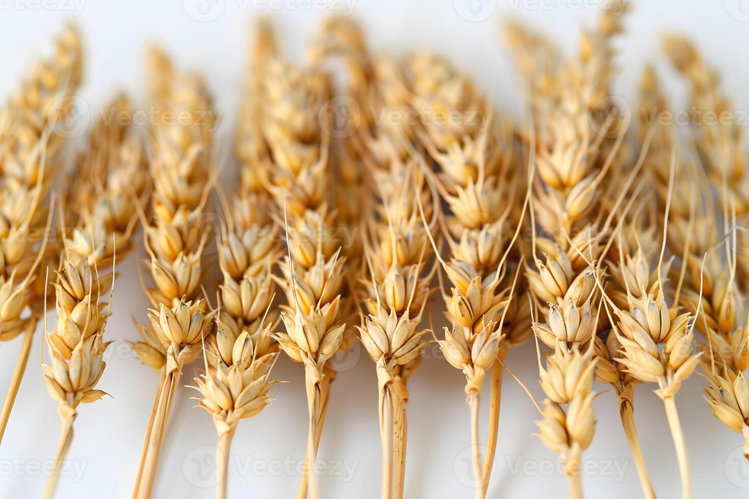 Golden Wheat Ears Close-Up for Autumn Harvest and Organic Agriculture photo