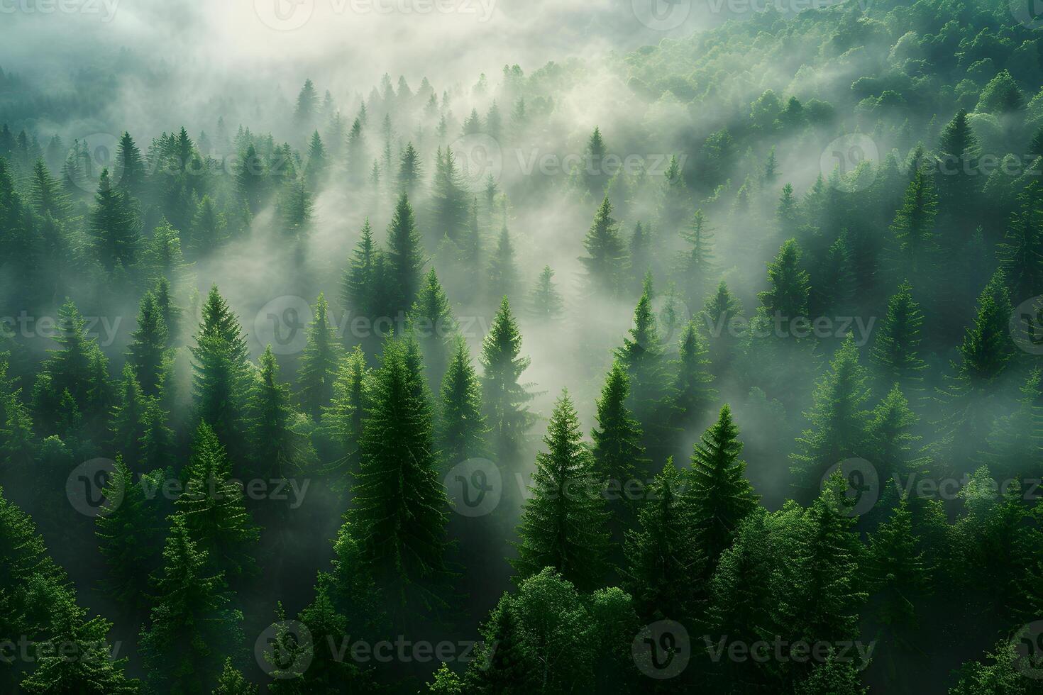 Tranquil Misty Forest Landscape with Lush Greenery for Nature and Environmental Themes photo