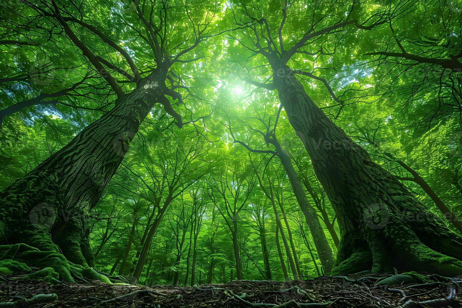 Enchanting Forest Canopy with Sunlight Streaming Through Tall Trees photo