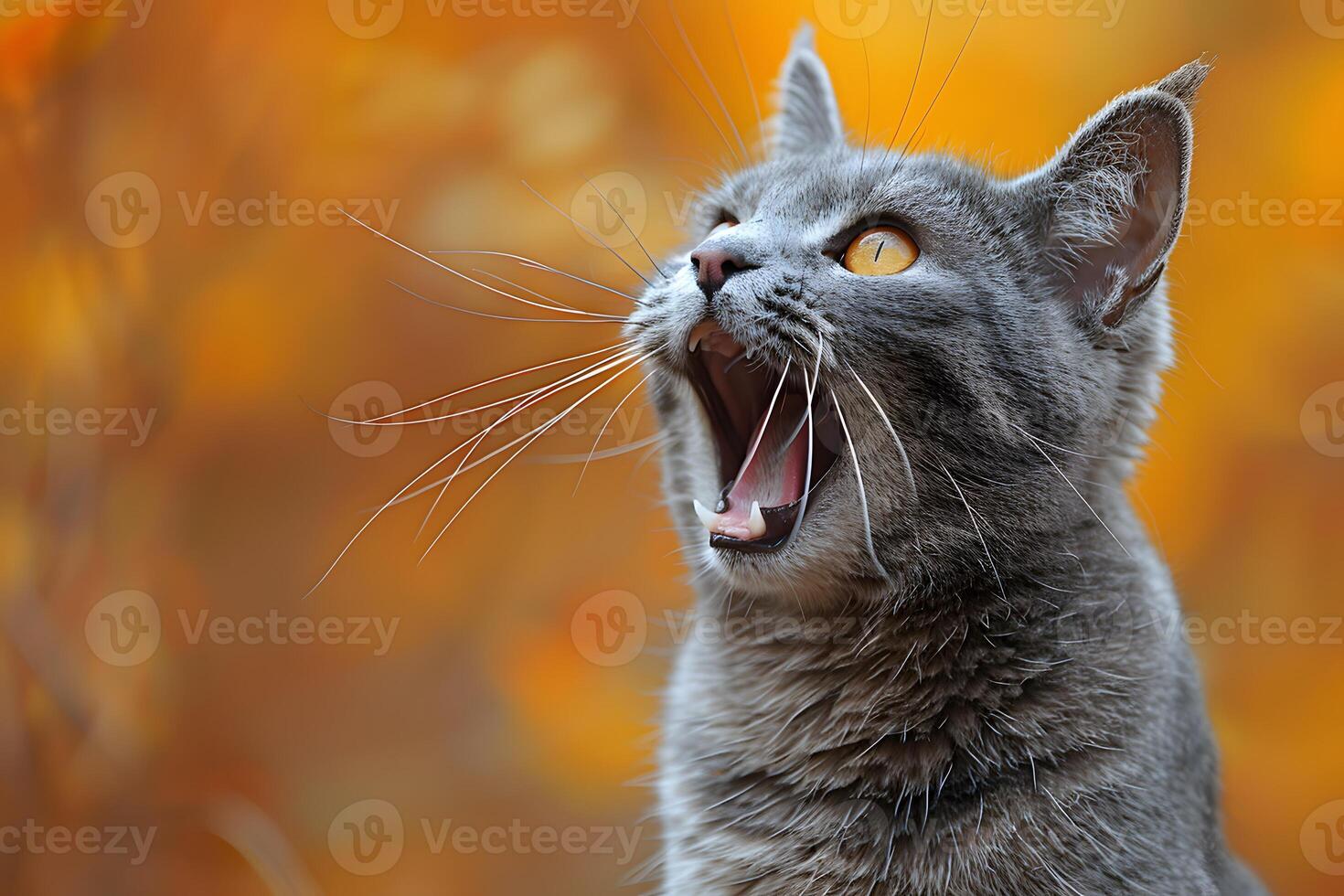 Alert Gray Cat in Autumn Foliage Nature Photography for Pet Lovers and Decor photo