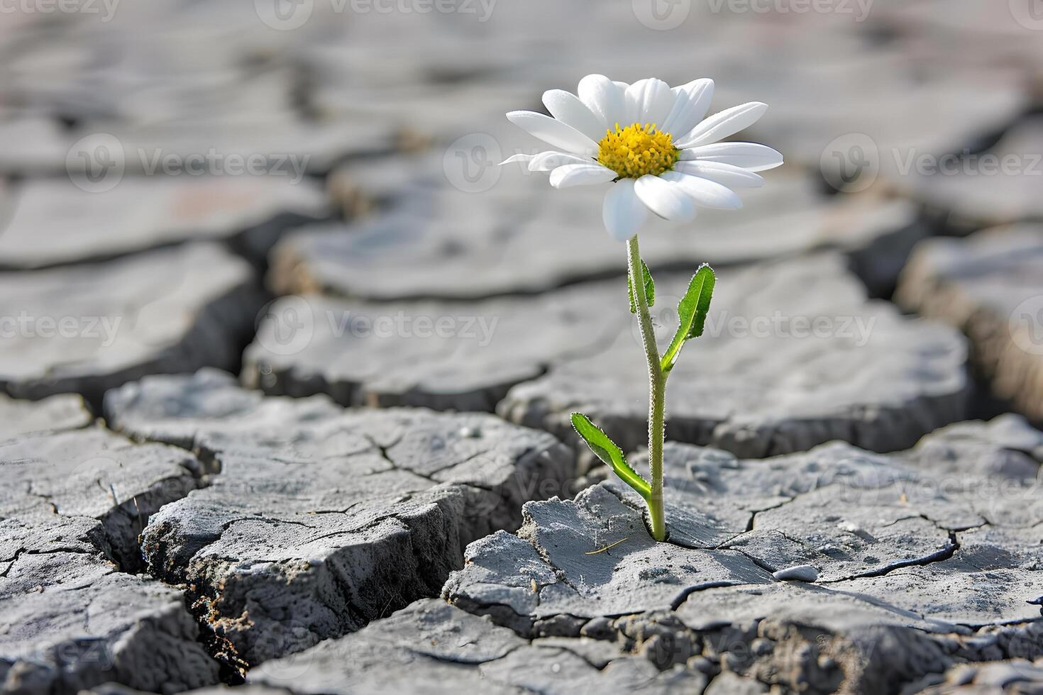 Resilience and Hope Concept Daisy Blooming from Cracked Earth for Motivation and Inspiration photo