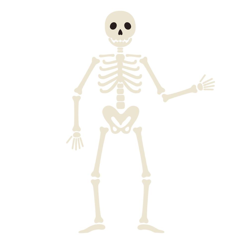 Human skeleton stands and waves hand. Funny Halloween character. Human body structure. Flat illustration isolated on white background vector
