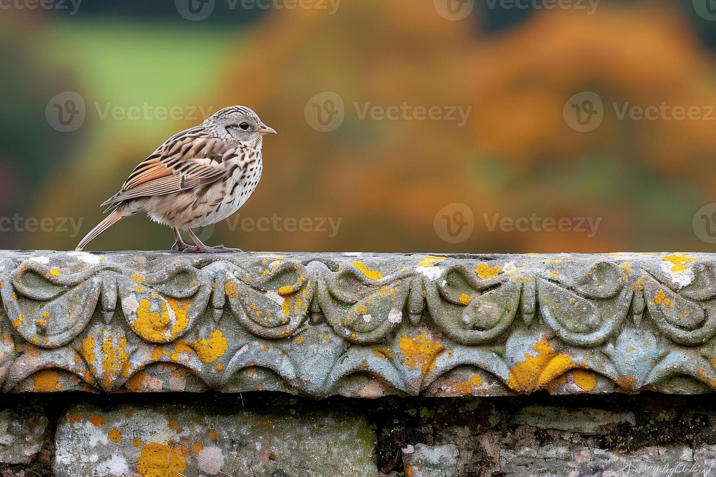 A Small Bird Perched on a Stone Wall with Lichen photo
