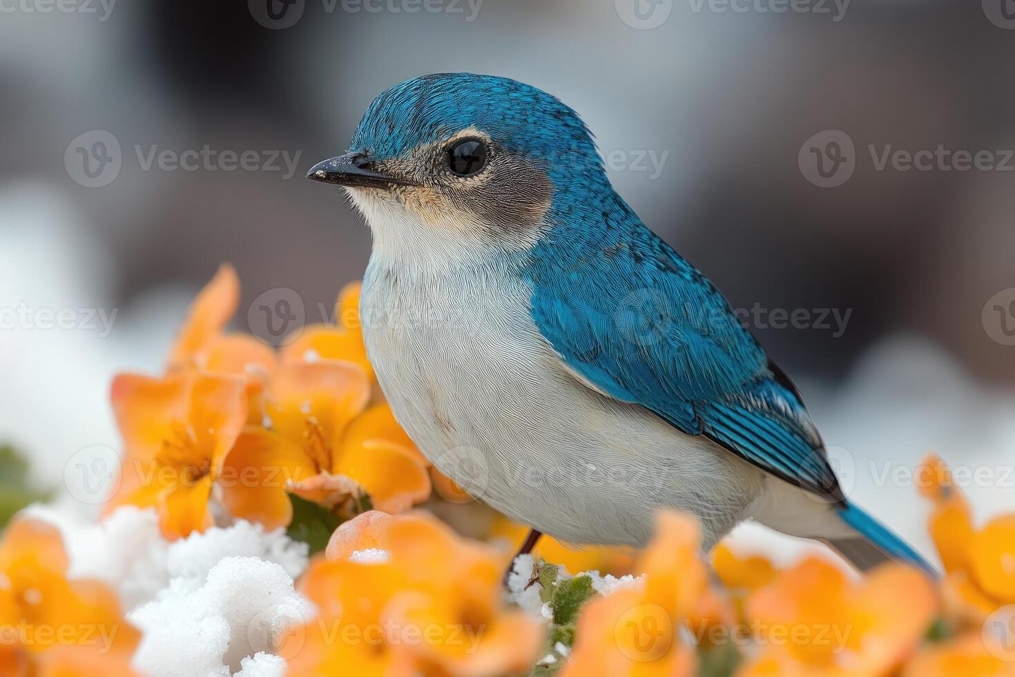 Blue-and-White Bird Perched on Orange Flowers in Snow photo