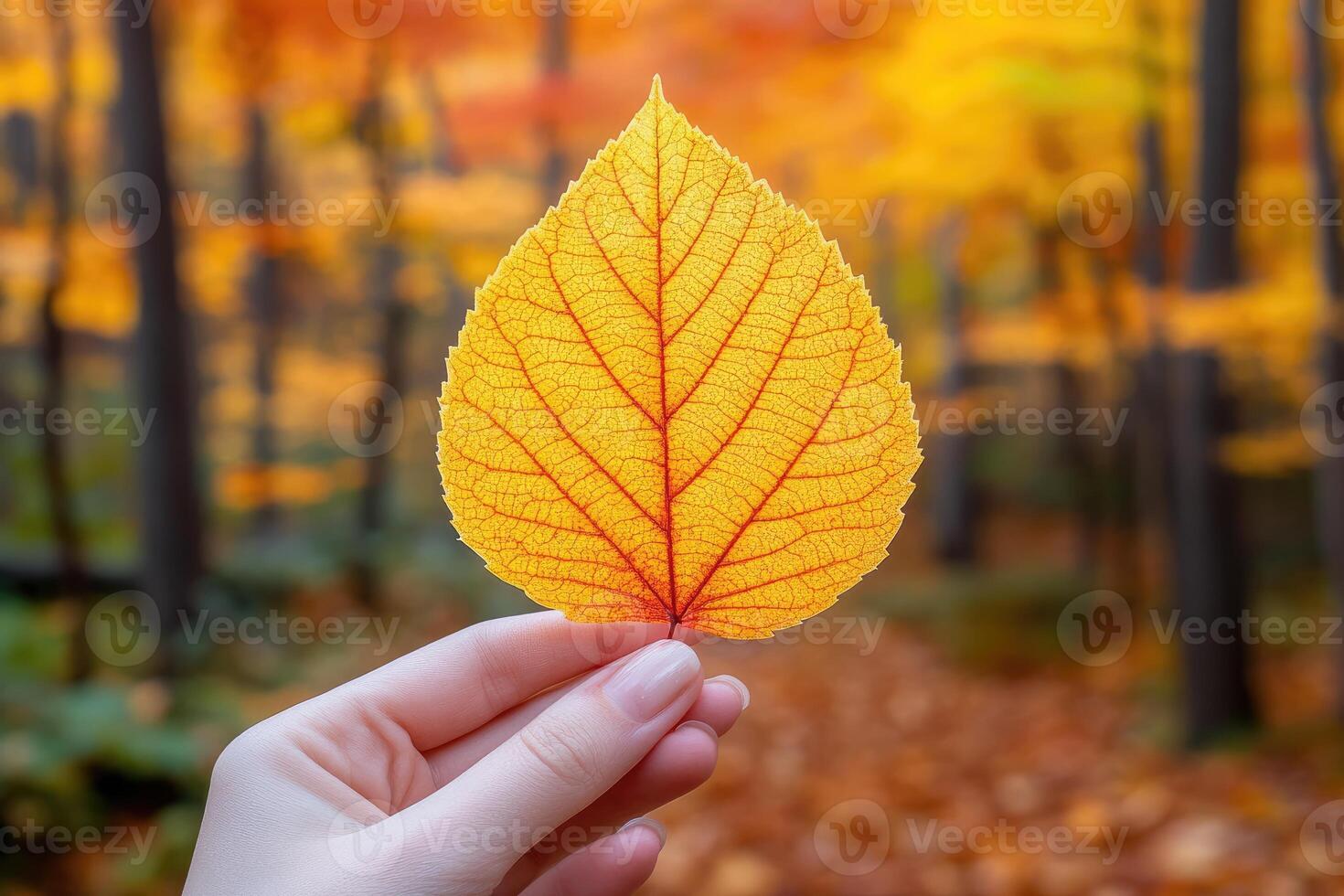 A Single Autumn Leaf Held in a Hand Against a Blurred Forest Background photo