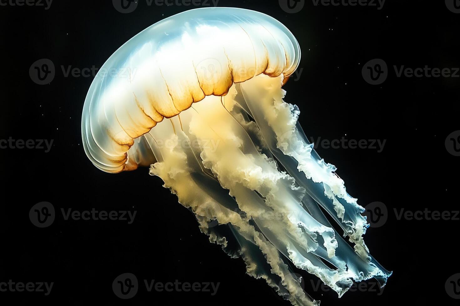 A Single Jellyfish Floating in Dark Water photo
