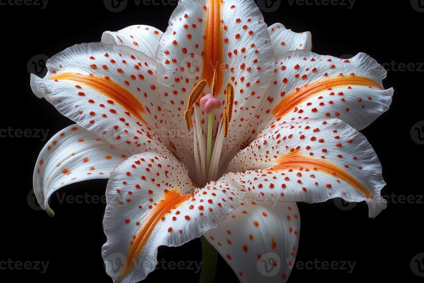 A Single White Lily with Orange and Red Spots photo