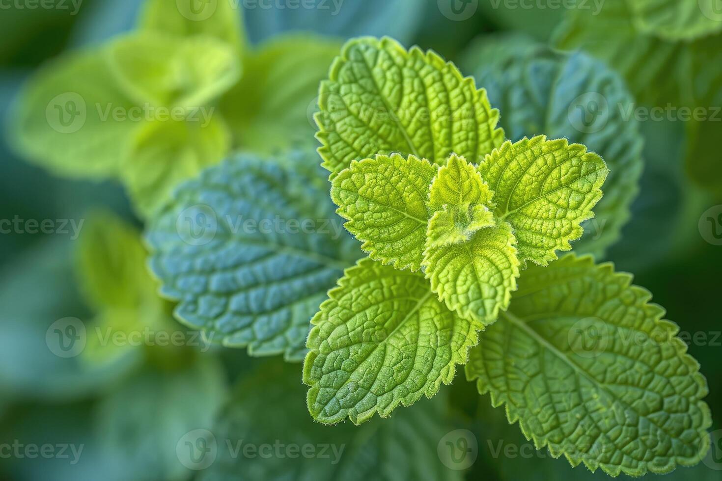 A Close-Up of Fresh Green Mint Leaves with a Blurred Background photo