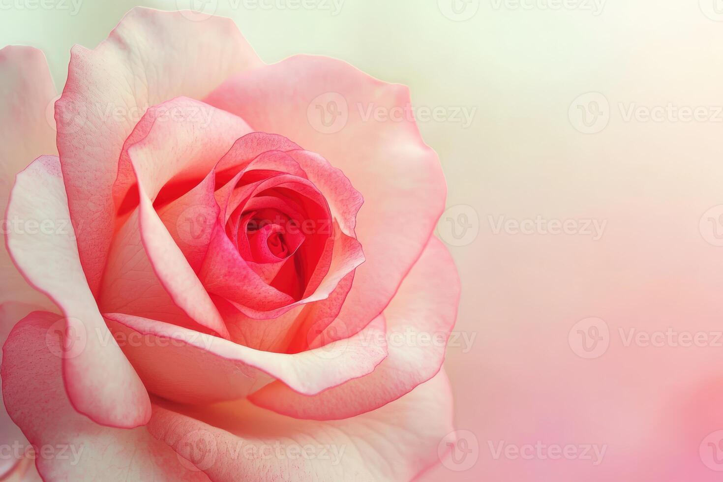 A Close-Up View of a Soft Pink Rose Blossom photo