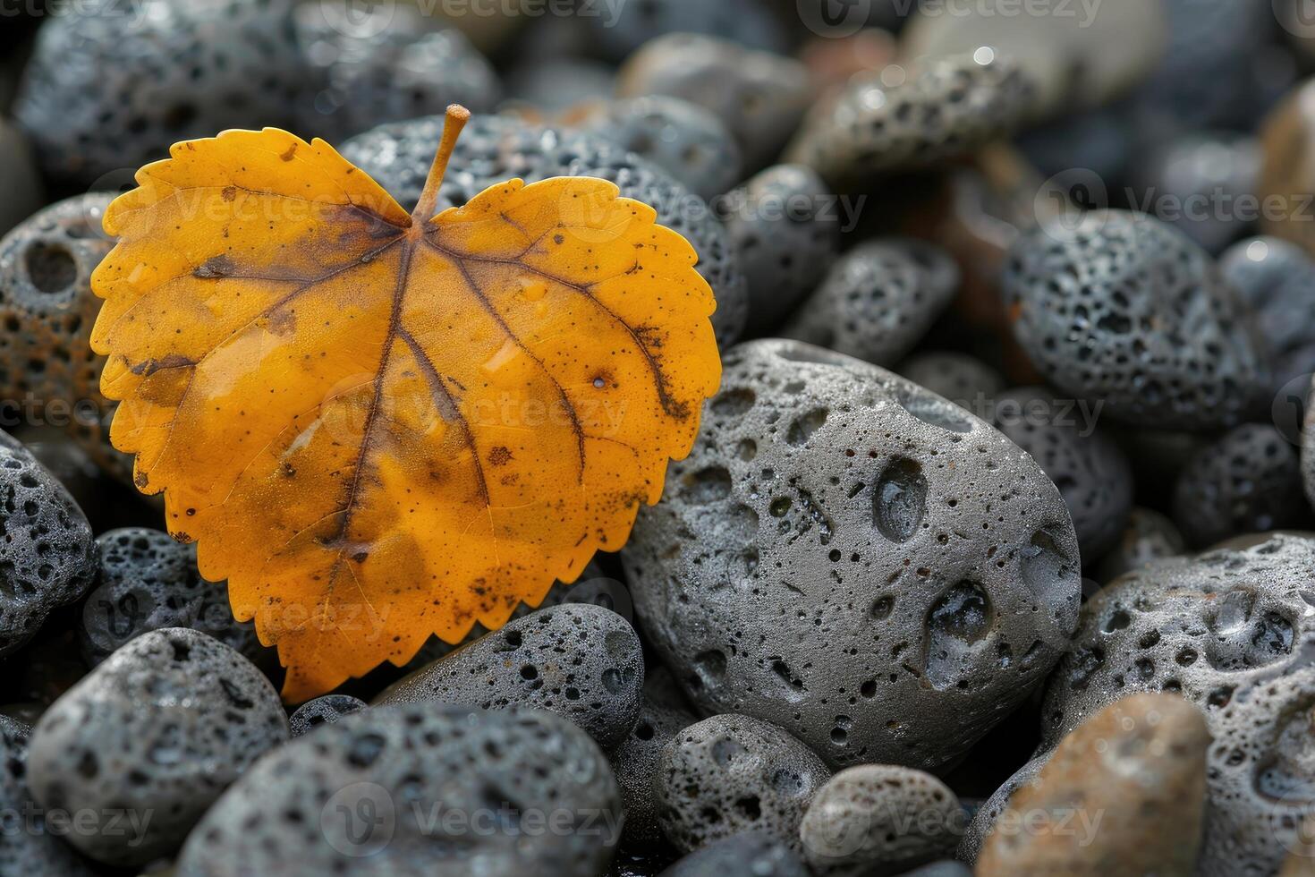 A Single Yellow Leaf Rests on a Bed of Gray Stones photo