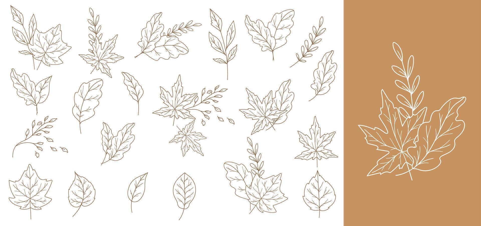 Fall leaves set outline isolated on white. Autumn leaves line art. Leaf Line Art Illustration Hand Drawn. Fall Coloring Page with Leaves. Thanksgiving graphics vector