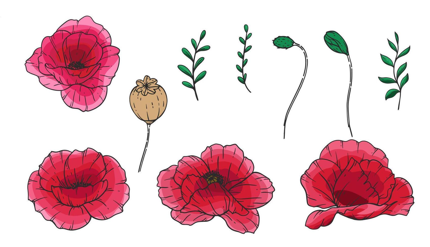Poppy Flower Illustration. Red Poppies on white background. Remembrance day design. Botanical Background trendy colorful wildflowers. Hand drawn floral background template. Floral Art. vector