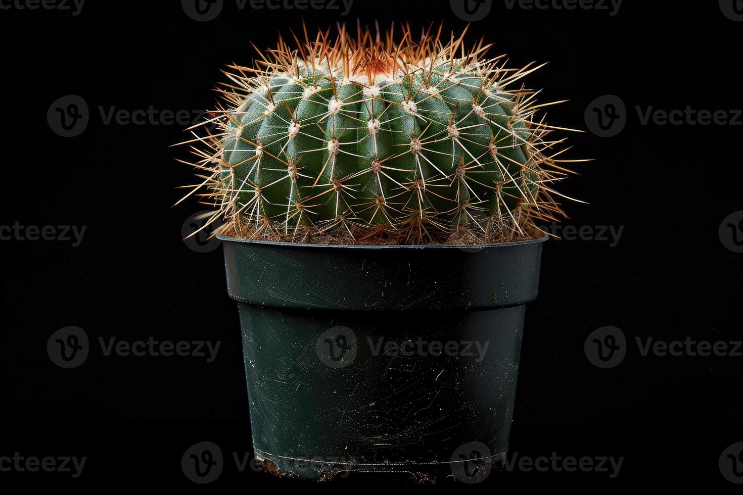 A Close-Up of a Prickly Cactus in a Black Pot photo