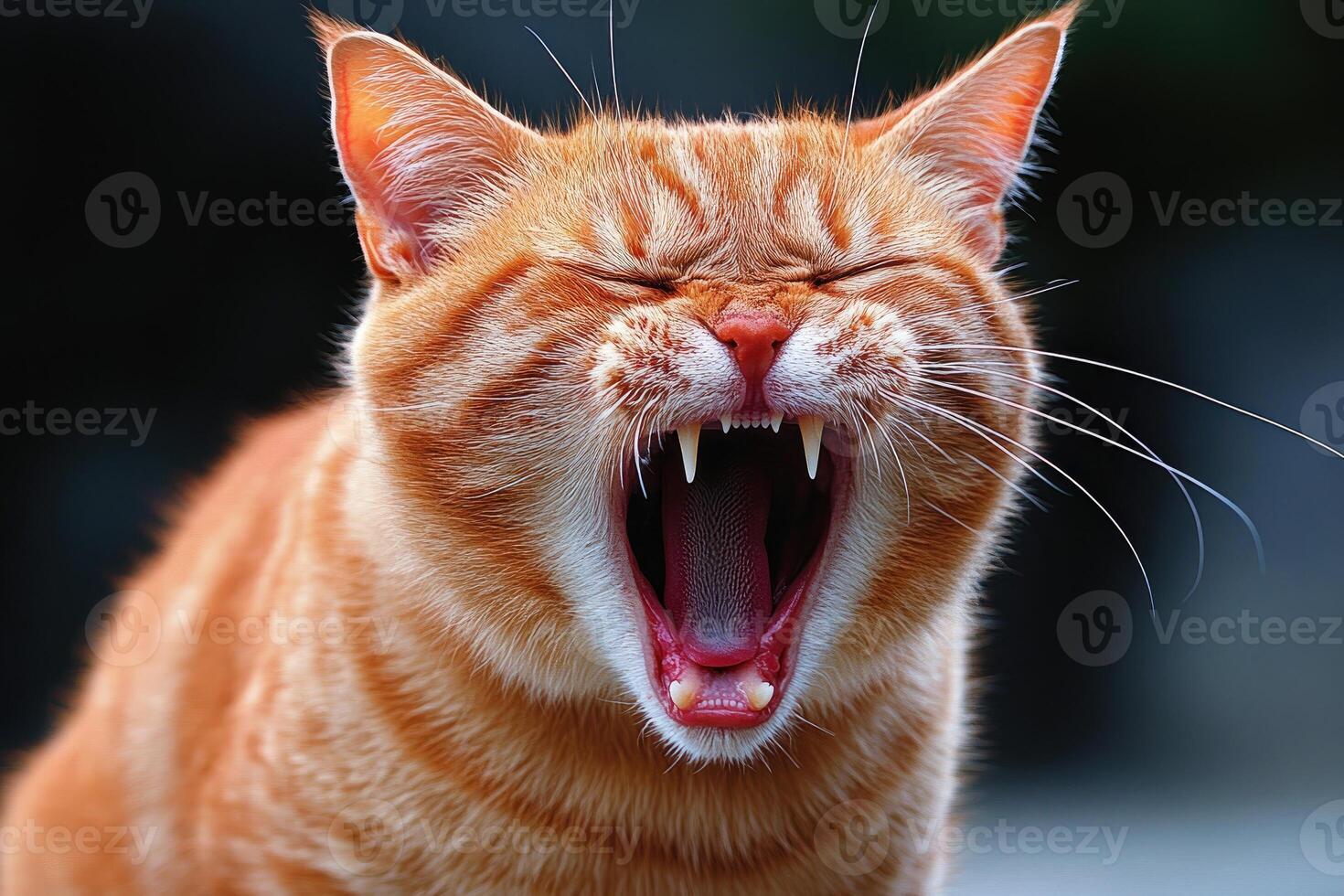 A Close-Up of a Ginger Cat Yawning with its Mouth Open Wide photo