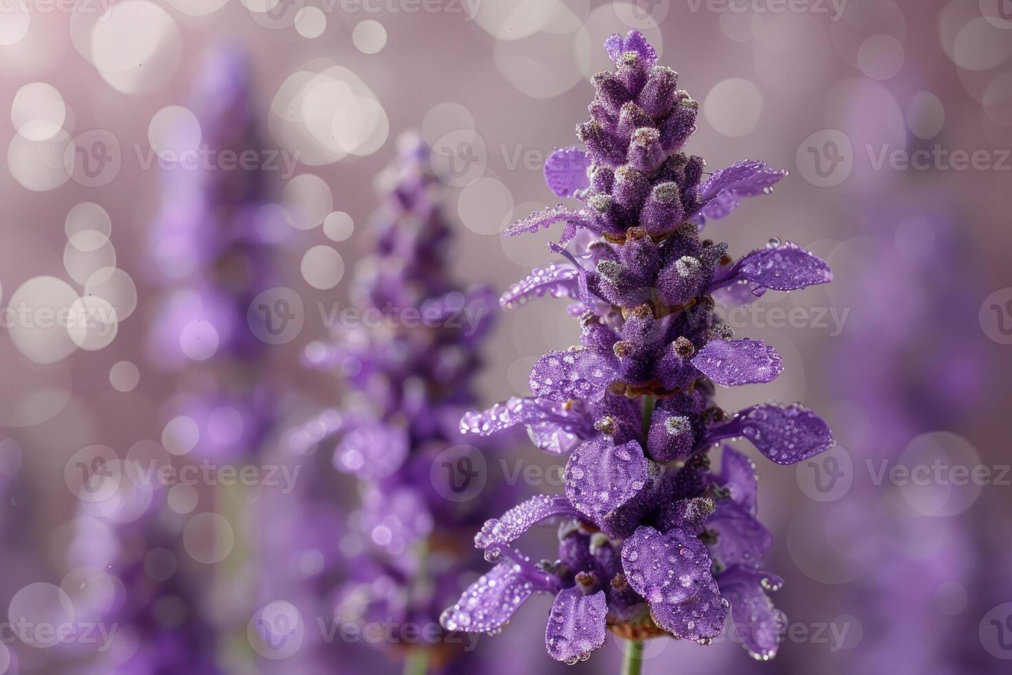 A Close-Up of a Lavender Flower Covered in Dew Drops photo