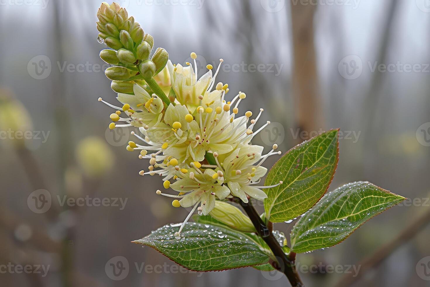 A flower with yellow and green leaves photo