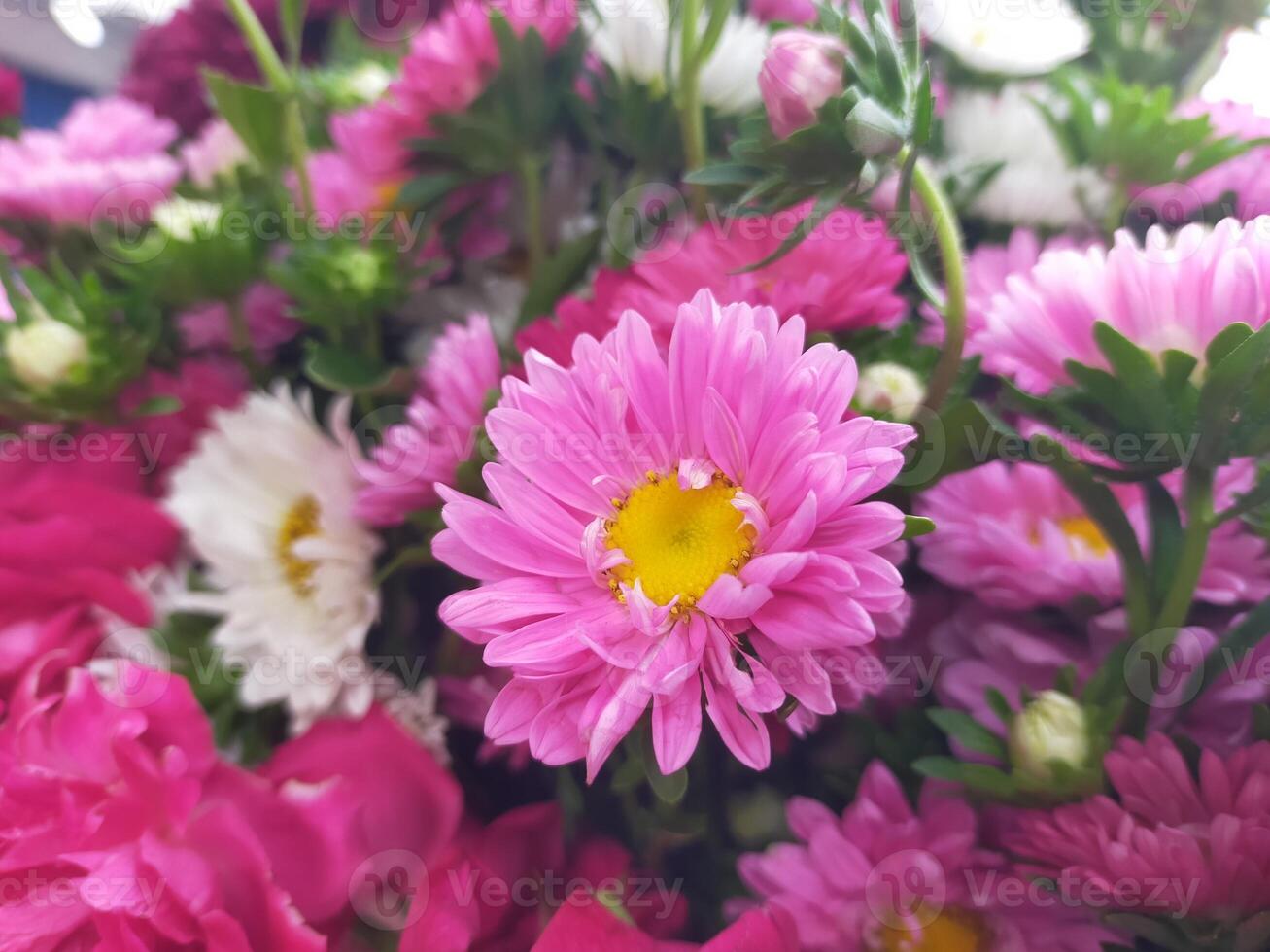 China Aster, Callistephus chinensis multicolored flowers in one bucket container. photo