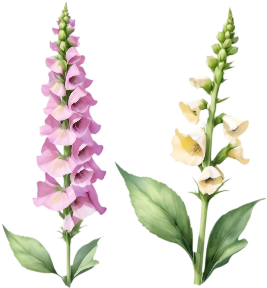 Customizable foxglove flower watercolor clipart for branding needs. . png