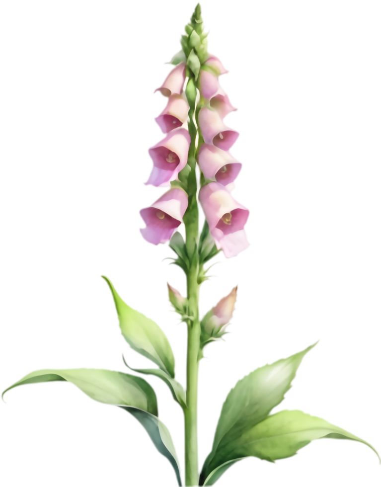 High-resolution foxglove flower watercolor clipart for art prints. . png