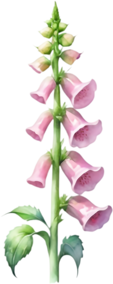 Stylish watercolor foxglove flower clipart for merchandise designs. . png