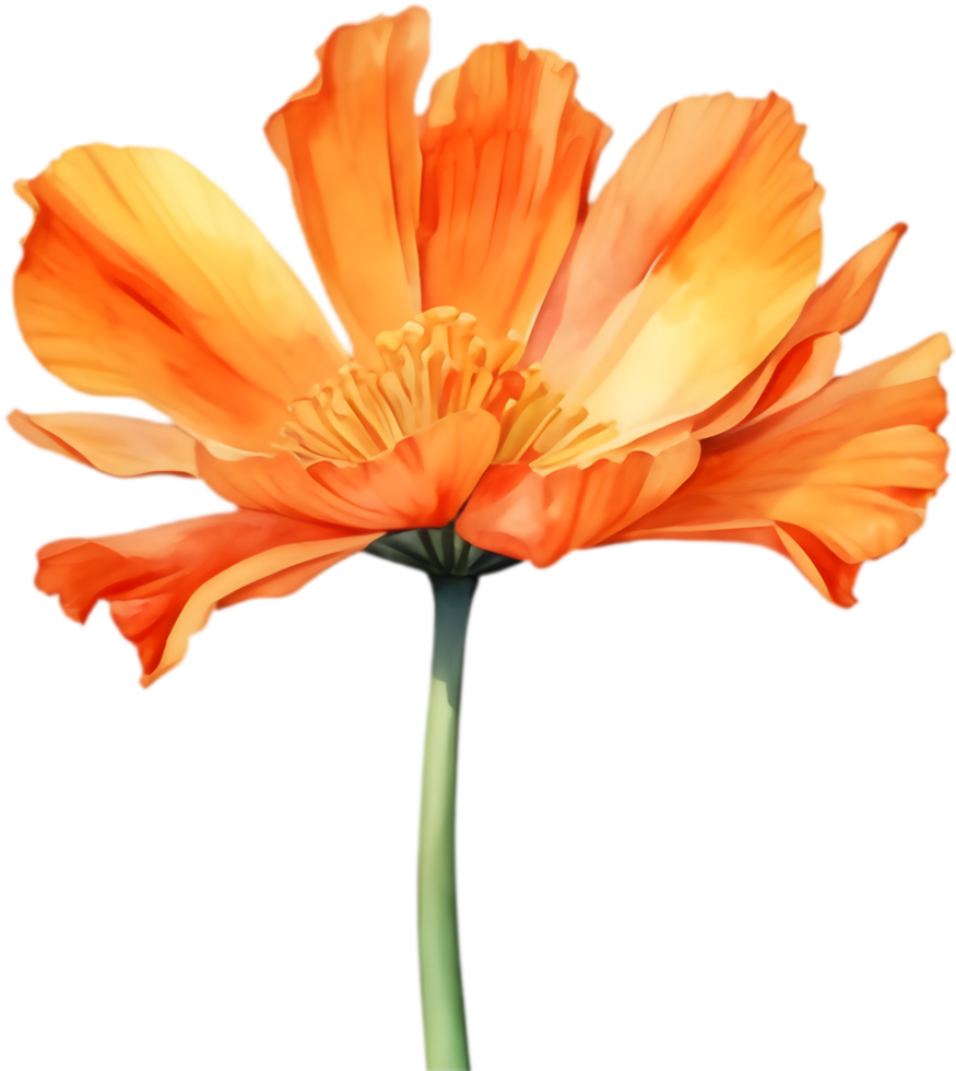 Gorgeous Geraea flower watercolor illustration for unique designs. . png