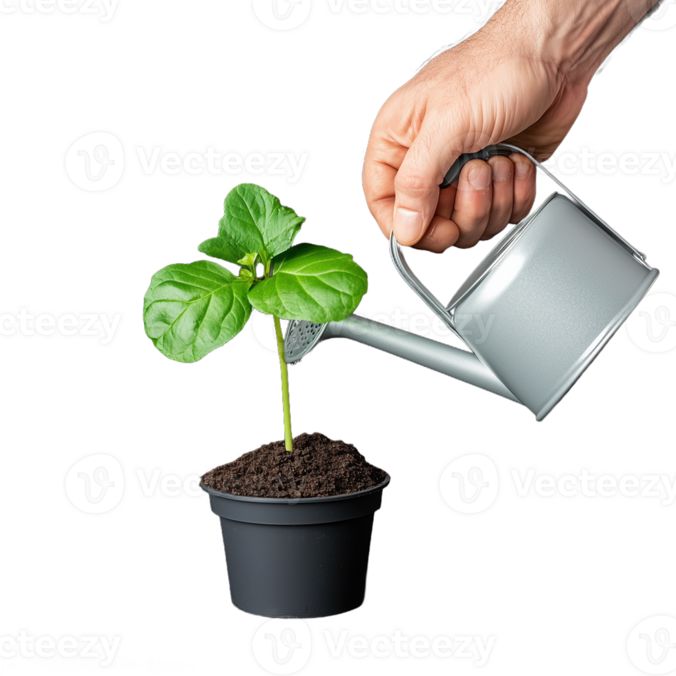 Hand watering a small plant seedling in a black pot with a silver watering can on transparent background png