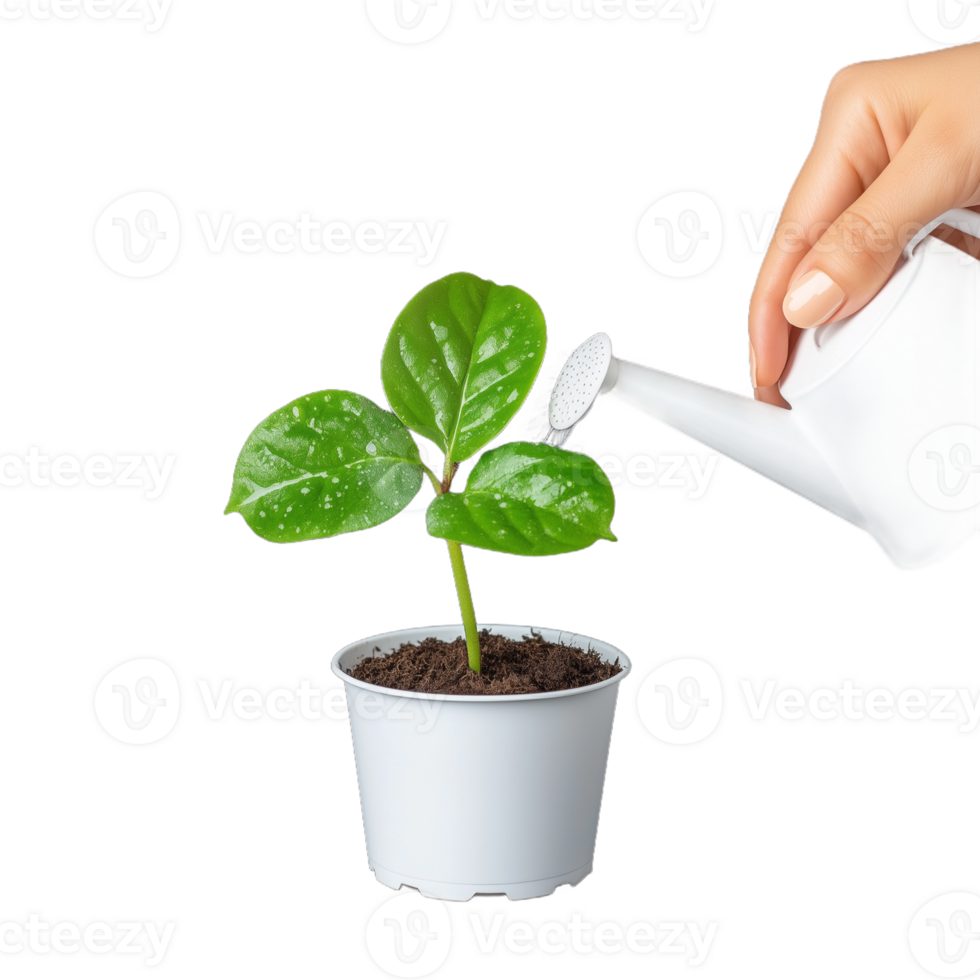 A hand waters a young green plant with a watering can, symbolizing growth, nurturing, and environmental care on a transparent background png