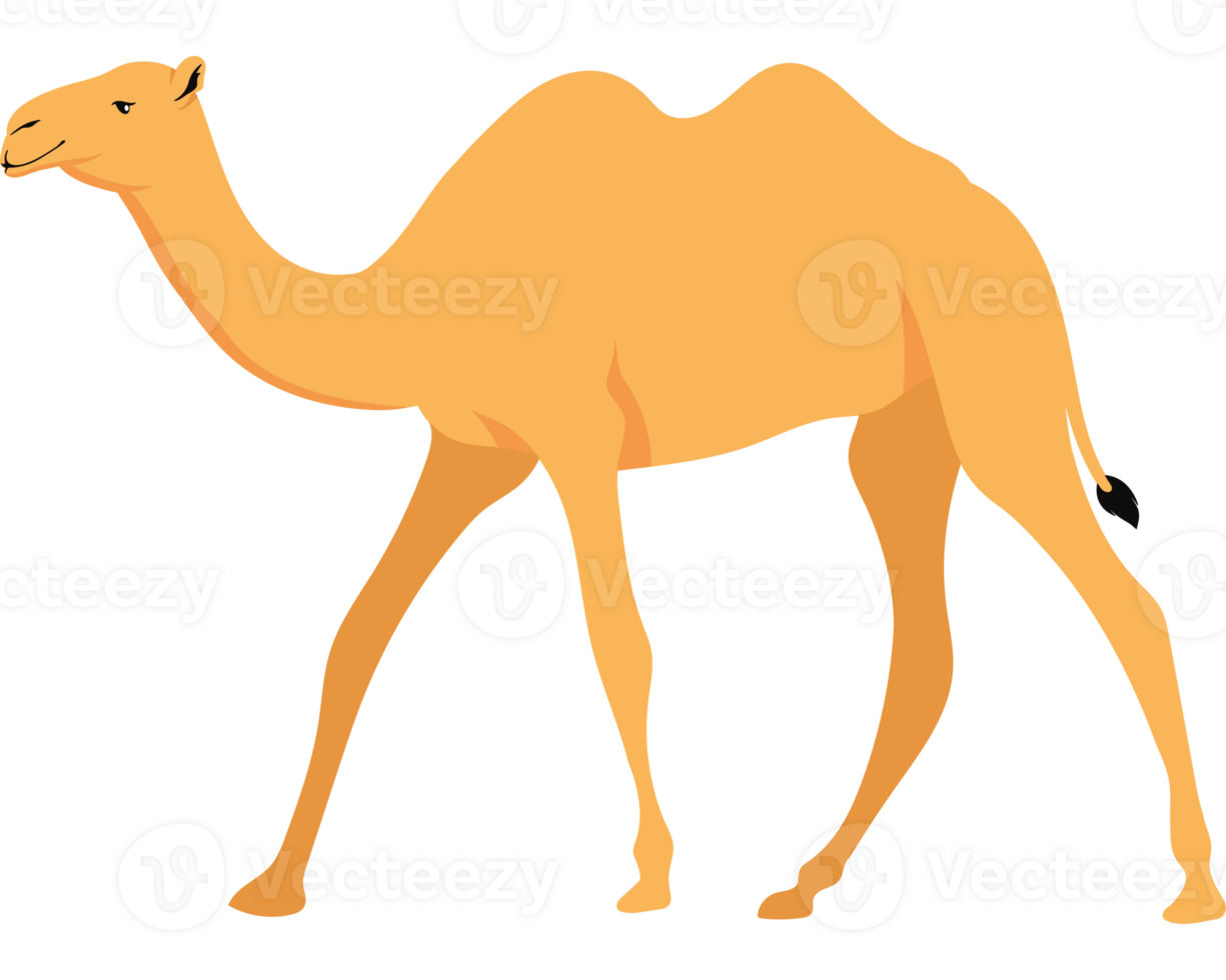 camel animal design png