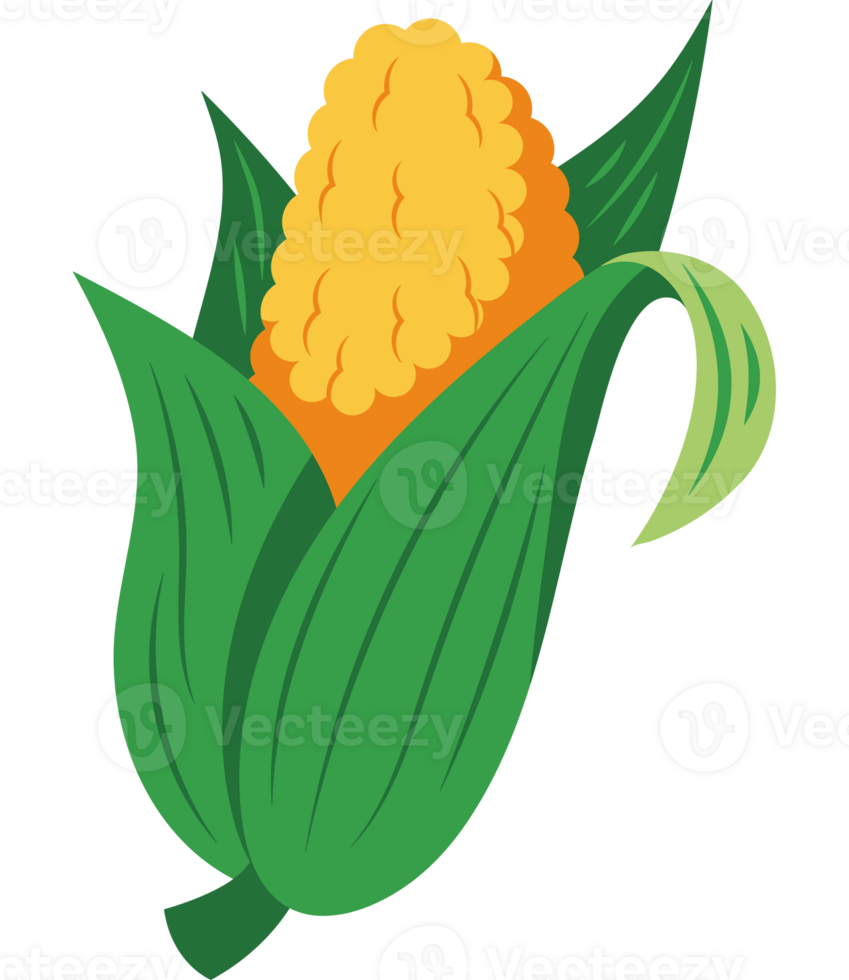 festa junina corn png