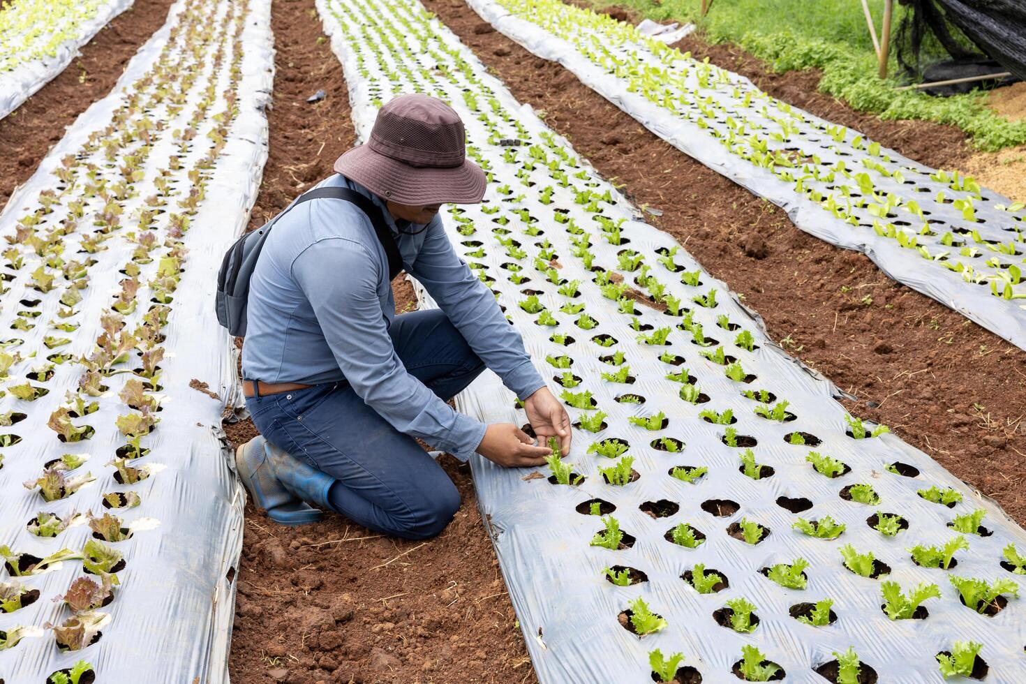 Asian farmer is caring for young vegetable salad seedling to plant in the soil for growing organics plant during spring season and agriculture photo