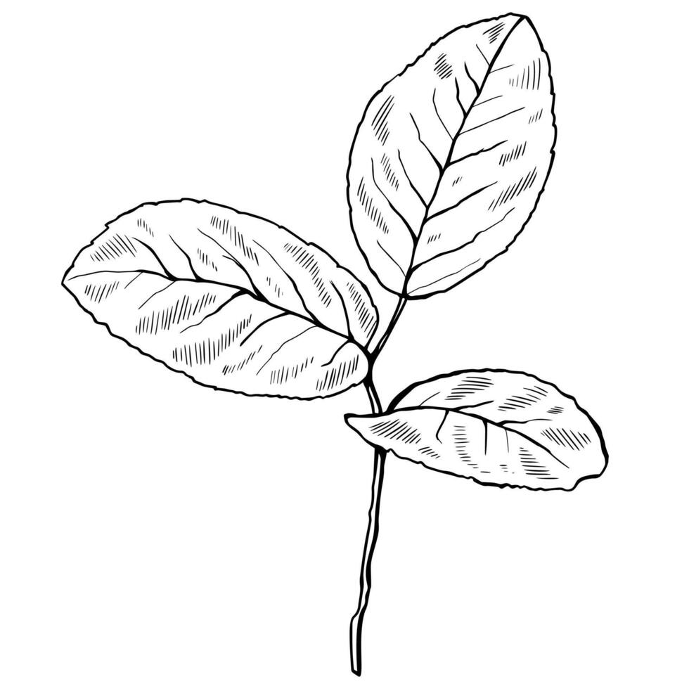 Hand drawn leaf. Outline illustration vector