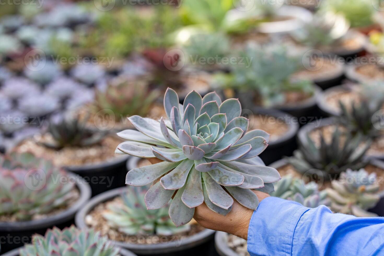 Asian gardener is checking root system of echeveria succulent plant while working inside his greenhouse full of collecting plant for hobby and leisure gardening activities photo