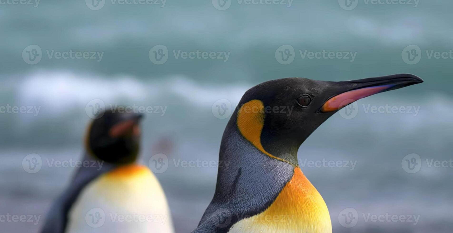 King Penguin Aptenodytes patagonicus Photography from Saunders Island Falkland Islands photo