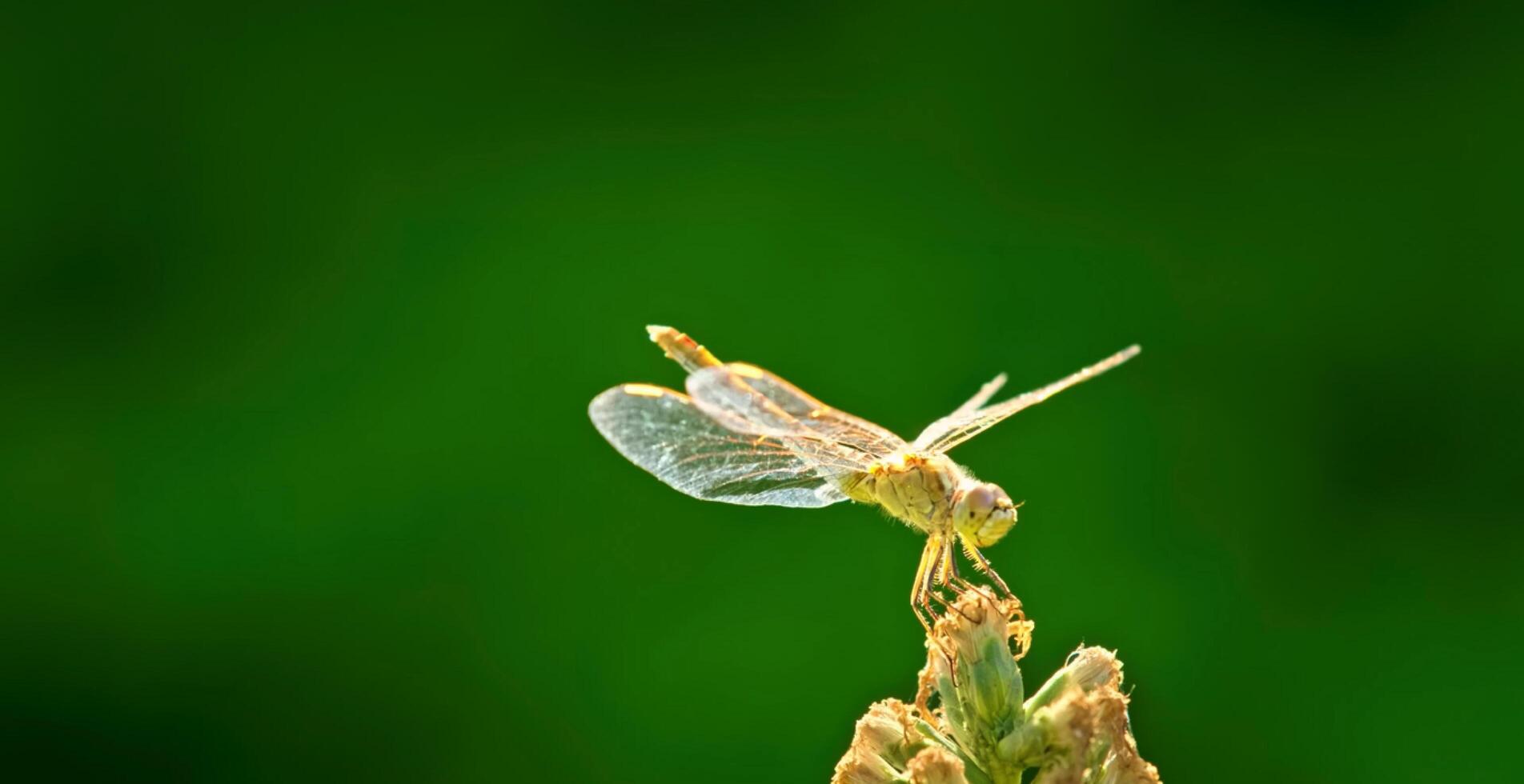 Dragonfly Perched on Plant Stem Close-Up Photography photo