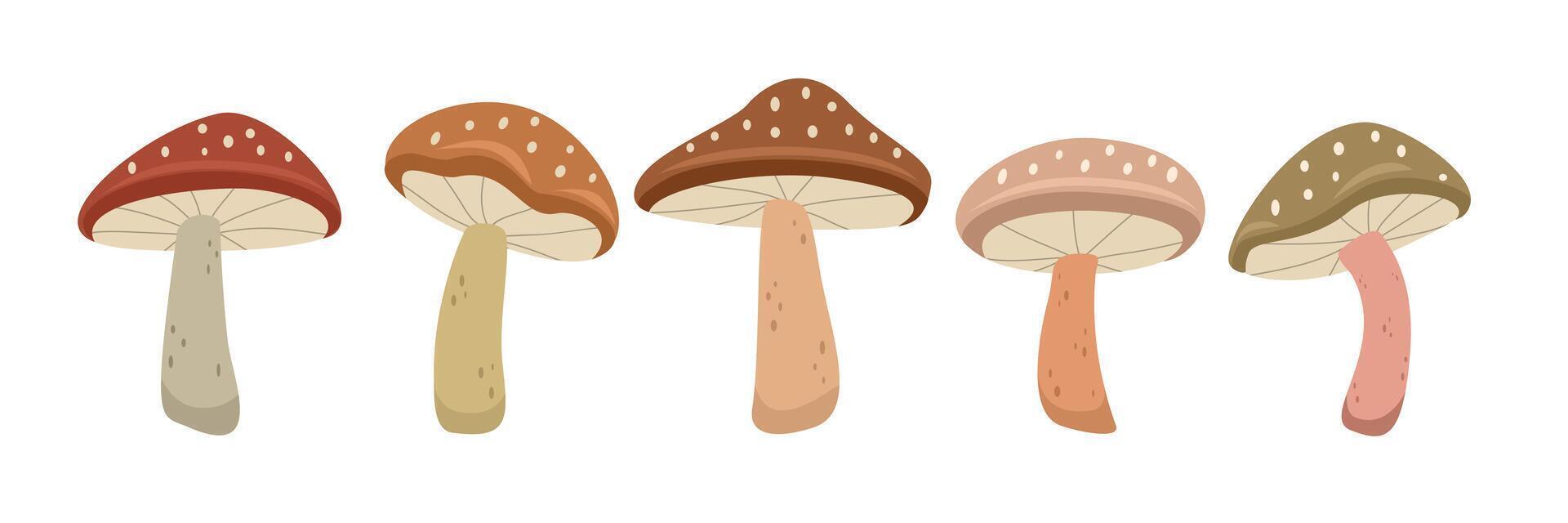 Fungi collection illustration. Set of colorful autumn mushrooms. Autumn mushrooms. Set of autumn fungi. vector