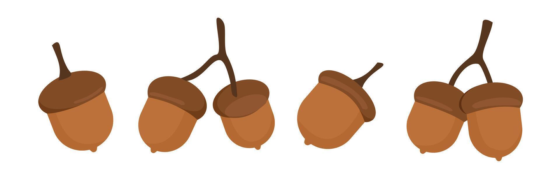 Set of acorn art. Acorn clip art. Brown acorn. Nuts. Squirrel food. Autumn plant. Chestnut illustration. vector