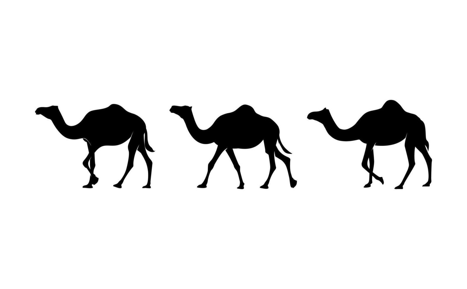 Camel silhouette isolated on white background. eps 10 vector