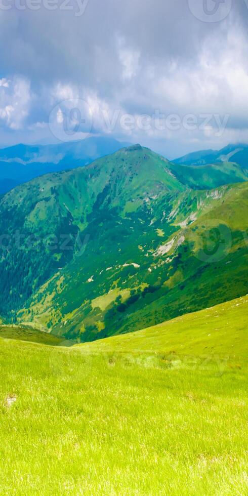 A field of green grass photo