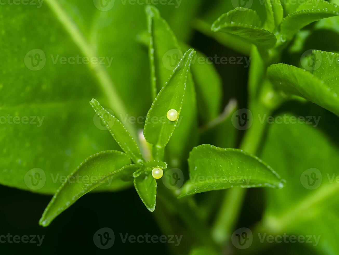 Butterfly eggs on leaves of lemon tree. photo
