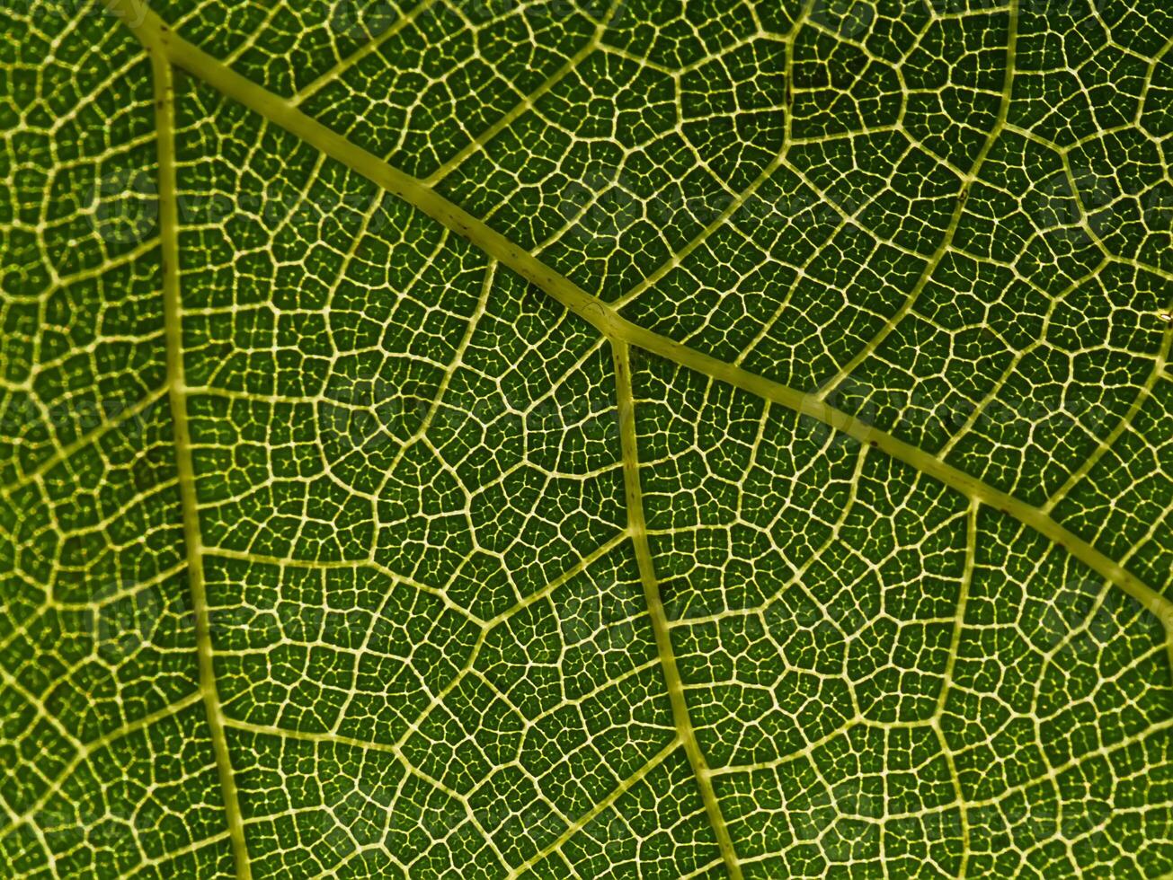Macro of green leaf. photo