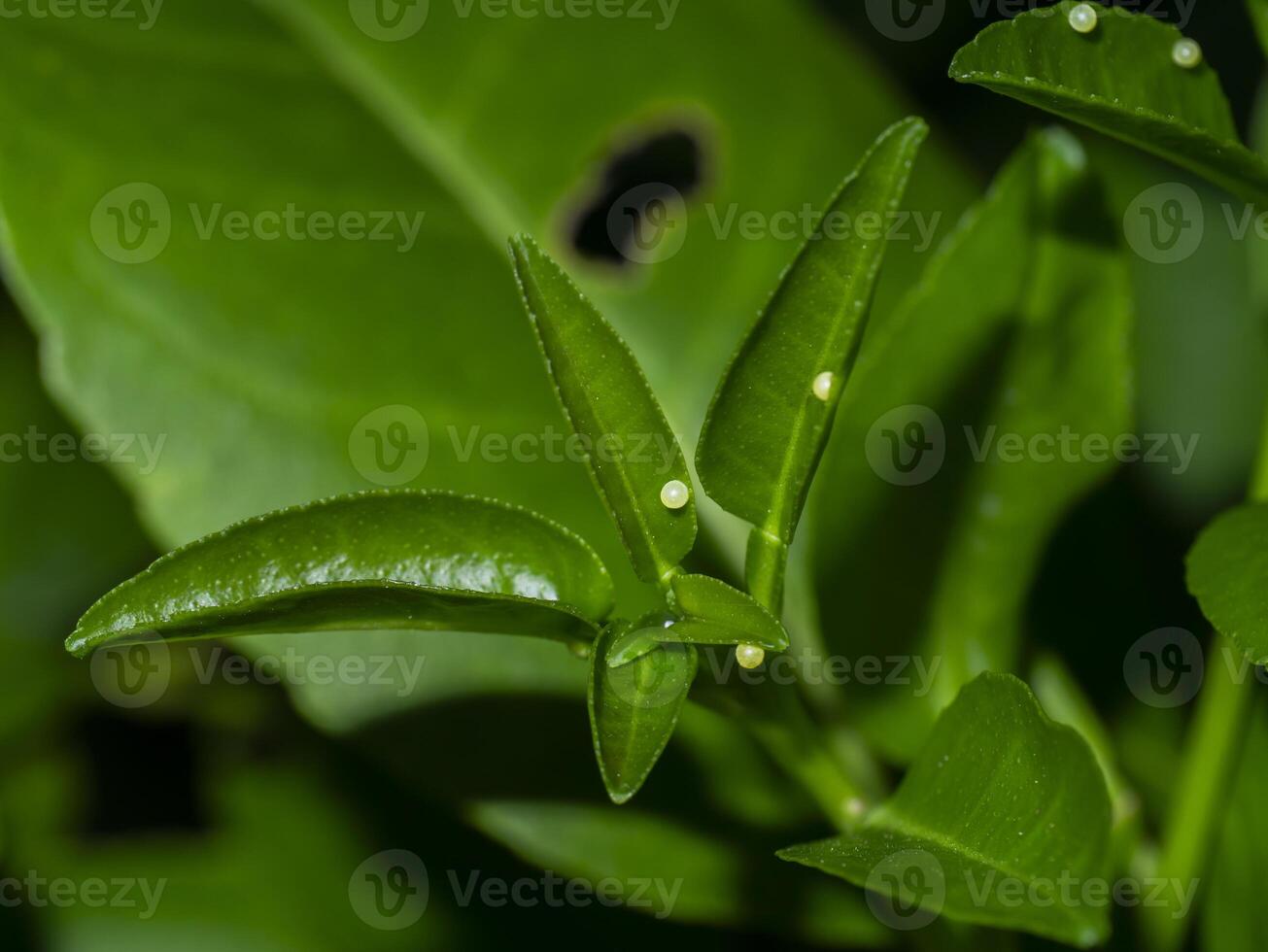 Butterfly eggs on leaves of lemon tree. photo