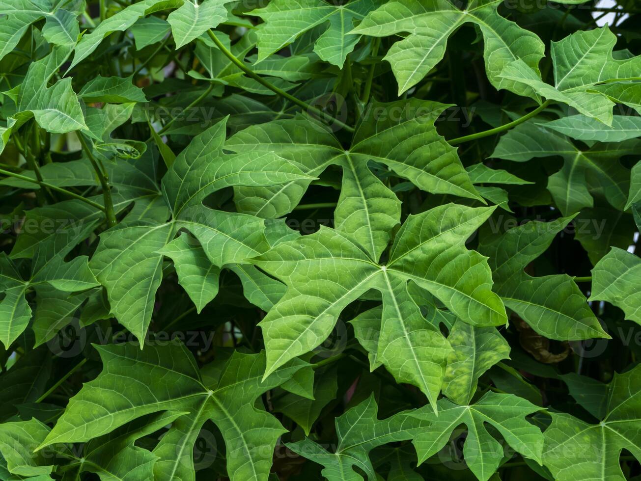 Close up Tree spinach or Chaya photo