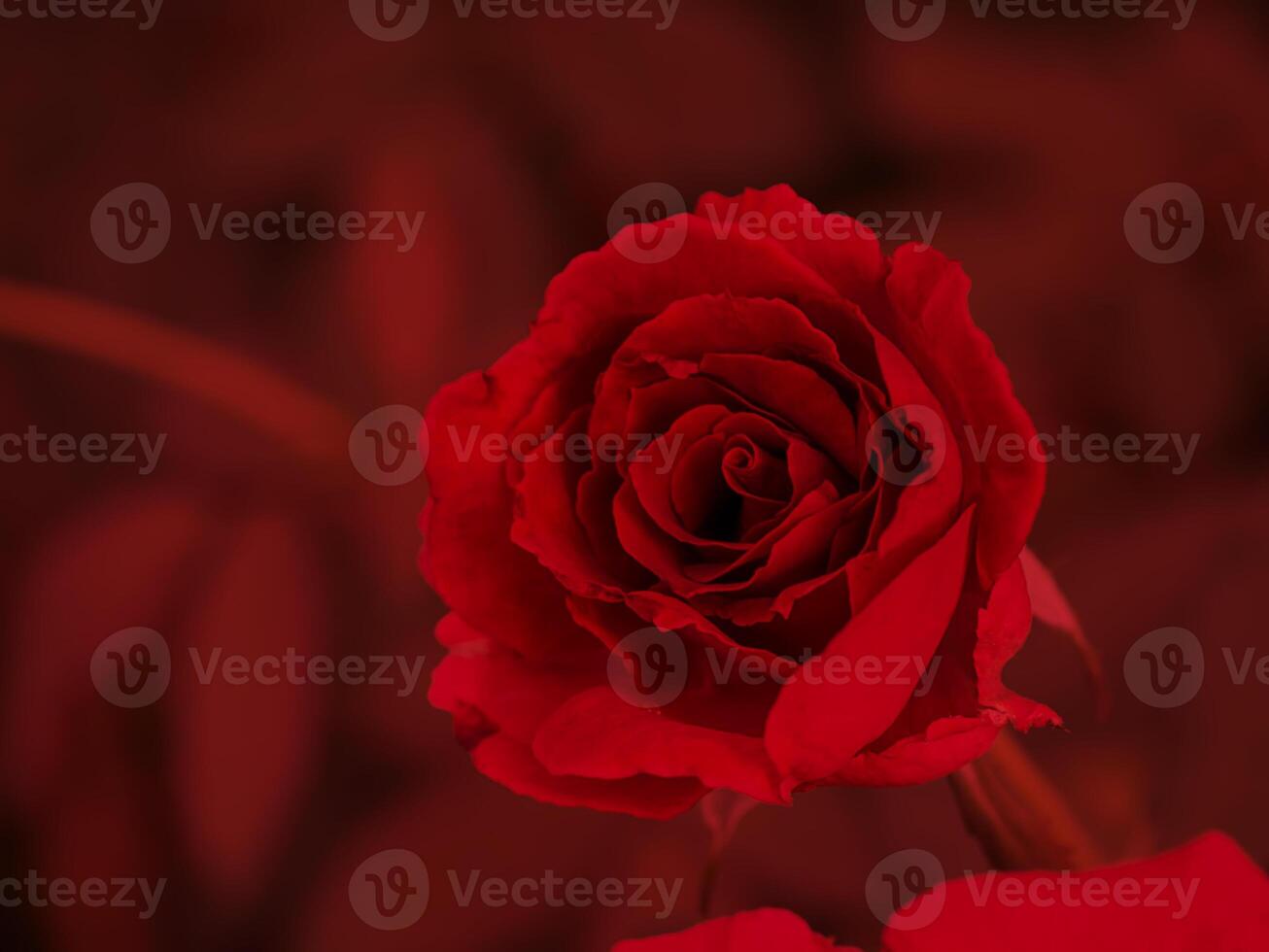 Close up red rose flower with blur background. photo