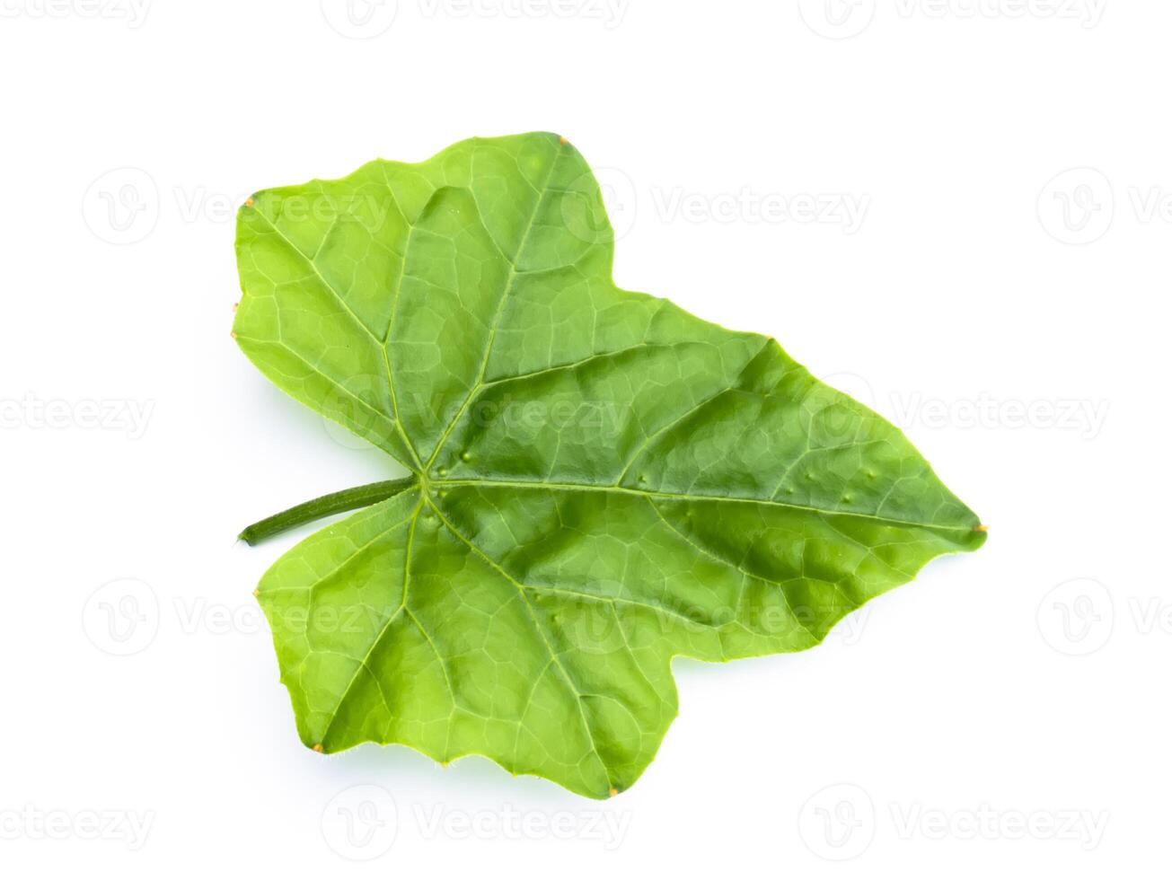 Close up Green ivy leaf on white background. photo