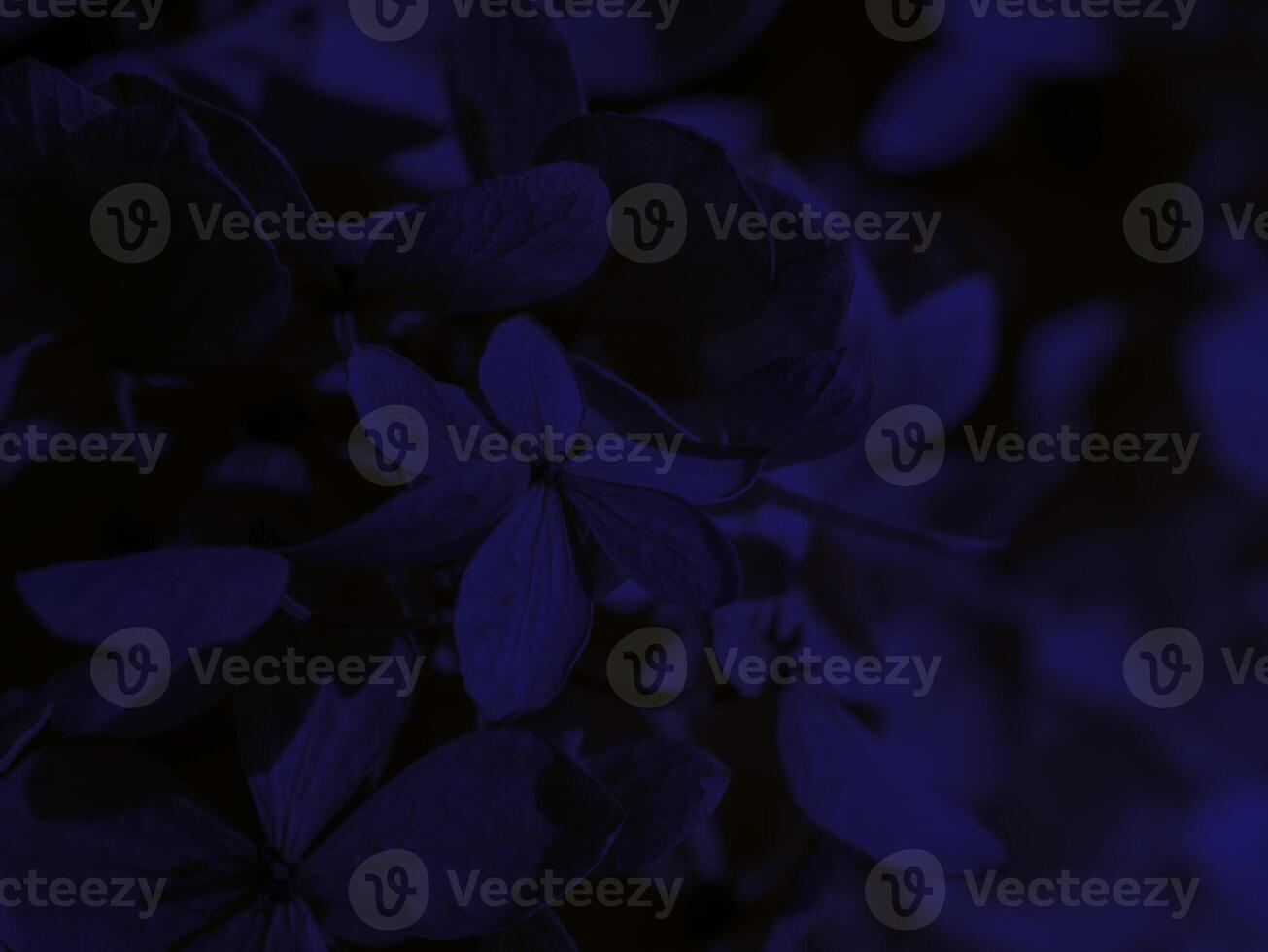Close up dry Hydrangea flower background. photo